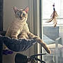 Yuna a rejoint le concours — aidez-le/la à gagner de superbes lots ! blue_eyes, cat, cozy, curious, daylight, feather_toy, feline, fur, hammock_perch, home, indoor, lounging, natural_light, pet, quiet, relaxed, spray_bottle, tail, whiskers, window