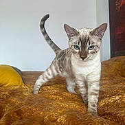 Yuna participe au concours pour gagner de l'argent avec cette photo : animal, bed, blanket, blue_eyes, cat, comfort, cozy, curious, cute, domestic, feline, fur, home, indoor, pet, soft_light, striped, tail, walking, whiskers