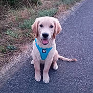Aïka a rejoint le concours — aidez-le/la à gagner de superbes lots ! dog, puppy, golden_retriever, blue_harness, sitting, road, outdoor, grass, greenery, happy, pet, animal, nature, smiling, canine, young_dog, walking_path, fur, tongue_out, evening