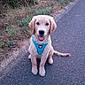 dog, puppy, golden_retriever, blue_harness, sitting, road, outdoor, grass, greenery, happy, pet, animal, nature, smiling, canine, young_dog, walking_path, fur, tongue_out, evening