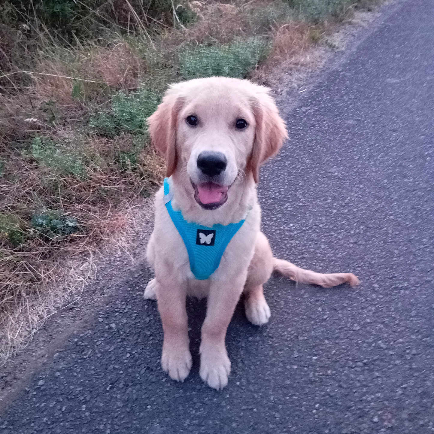Aïka a rejoint le concours — aidez-le/la à gagner de superbes lots ! dog, puppy, golden_retriever, blue_harness, sitting, road, outdoor, grass, greenery, happy, pet, animal, nature, smiling, canine, young_dog, walking_path, fur, tongue_out, evening