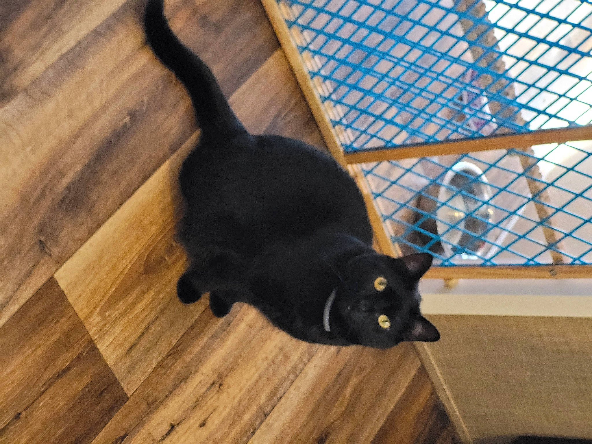 Luna joined the competition — help win amazing prizes! black_cat, carnivore, cat, comfort, domestic_short_haired_cat, felidae, floor, flooring, hardwood, laminate_flooring, plank, plant, small_to_medium_sized_cats, tail, varnish, whiskers, window, wood, wood_flooring, wood_stain