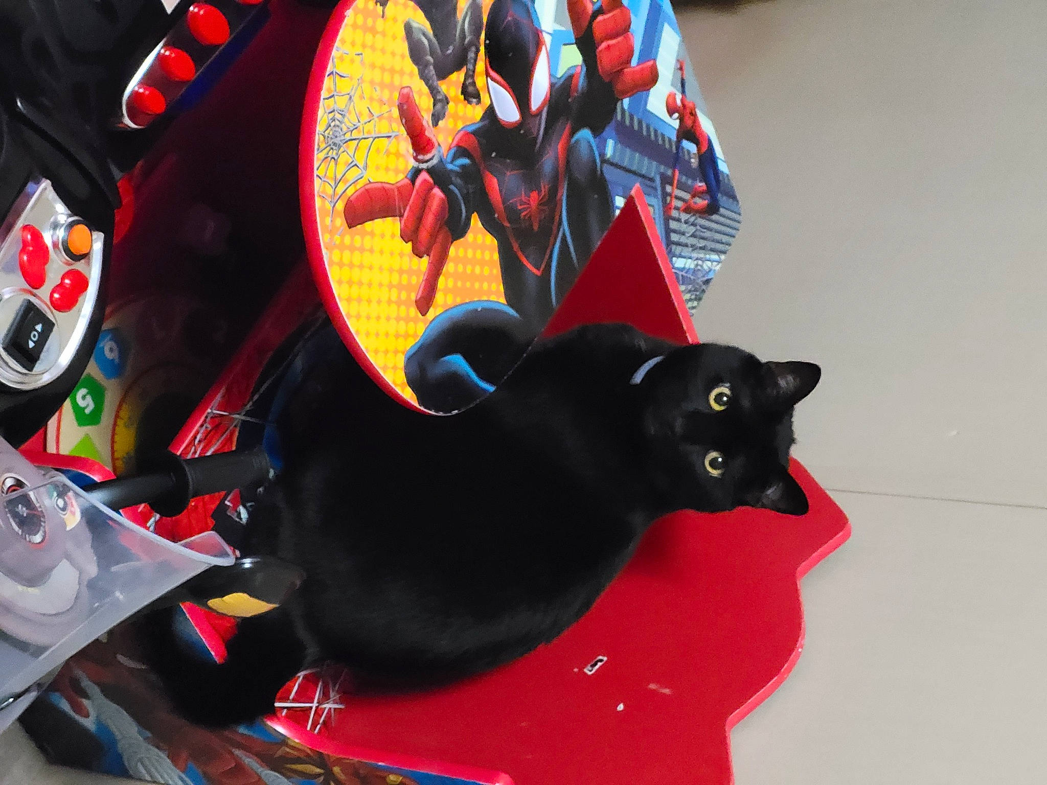 Luna is registered to the contest to win money with this photo: bag, black_cat, bombay, carmine, carnivore, cat, costume_hat, domestic_short_haired_cat, fashion_accessory, felidae, fictional_character, fur, hat, headgear, luggage_and_bags, personal_protective_equipment, red, small_to_medium_sized_cats, tail, whiskers