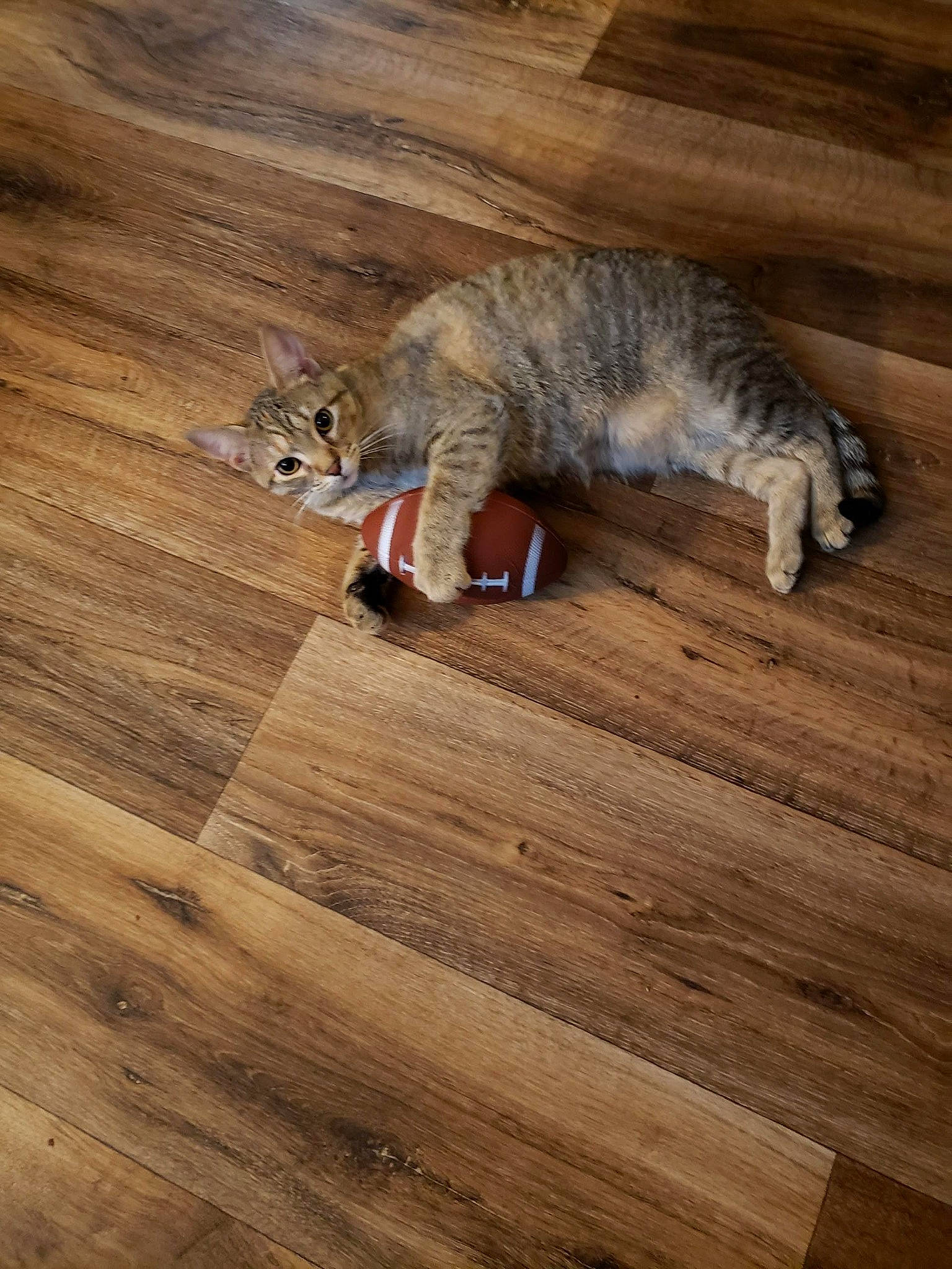 Cate is registered to the contest to win money with this photo: brown, carnivore, cat, cat_toy, domestic_short_haired_cat, fawn, felidae, floor, flooring, hardwood, laminate_flooring, plank, plywood, small_to_medium_sized_cats, tail, varnish, whiskers, wood, wood_flooring, wood_stain