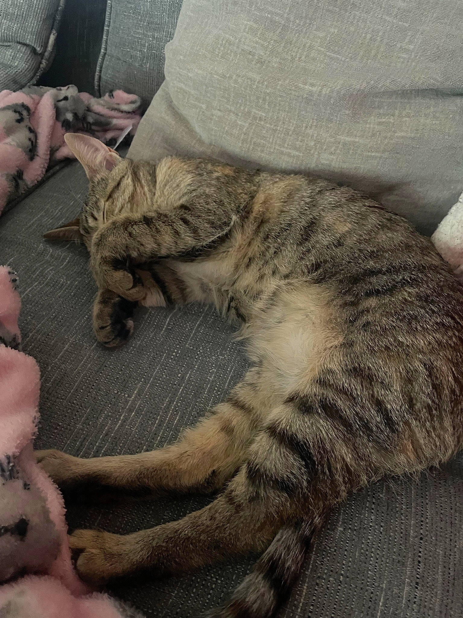 Cate joined the competition — help win amazing prizes! carnivore, cat, claw, comfort, domestic_short_haired_cat, felidae, foot, fur, human_leg, lap, nap, paw, sitting, sleep, small_to_medium_sized_cats, snout, tail, terrestrial_animal, whiskers, wildlife