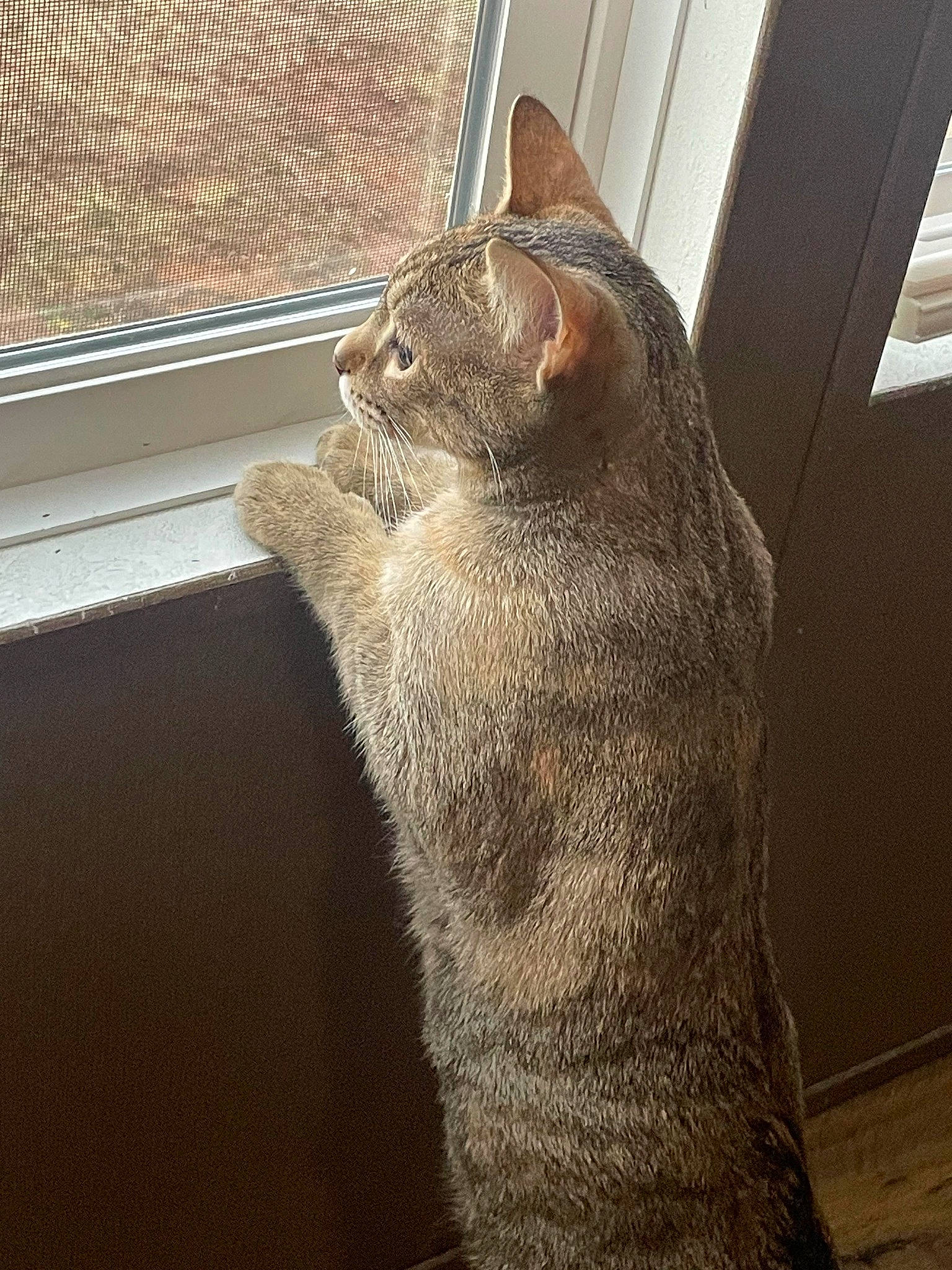 Cate joined the competition — help win amazing prizes! carnivore, cat, claw, domestic_short_haired_cat, fawn, felidae, fur, grey, mesh, paw, sitting, small_to_medium_sized_cats, snout, tail, terrestrial_animal, whiskers, window, window_blind, window_covering, wood