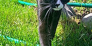 Nova joined the competition — help win amazing prizes! alert, animal, background, black_and_white, cat, closeup, curious, daytime, feline, garden, grass, greenery, hose, mammal, nature, outdoor, pet, sunlight, walking, whiskers