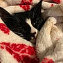 Nova is registered to the contest to win money with this photo: animal, black_and_white, blanket, cat, closeup, comfort, cozy, cute, face, fluffy, fur, indoor, pet, red_pattern, relax, resting, sleepy, soft, warm, whiskers