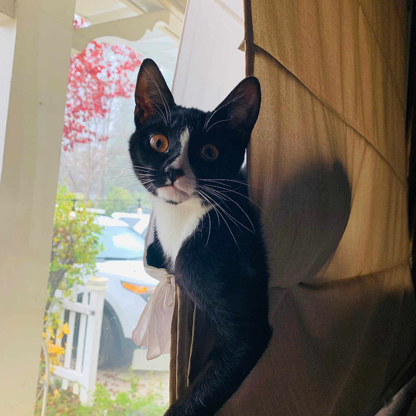 Nova joined the competition — help win amazing prizes! animal, autumn, black_and_white, car, cat, curious, curtain, eye, face, feline, home, indoor, leaf, outdoor, pet, playful, shadow, tuxedo_cat, whiskers, window