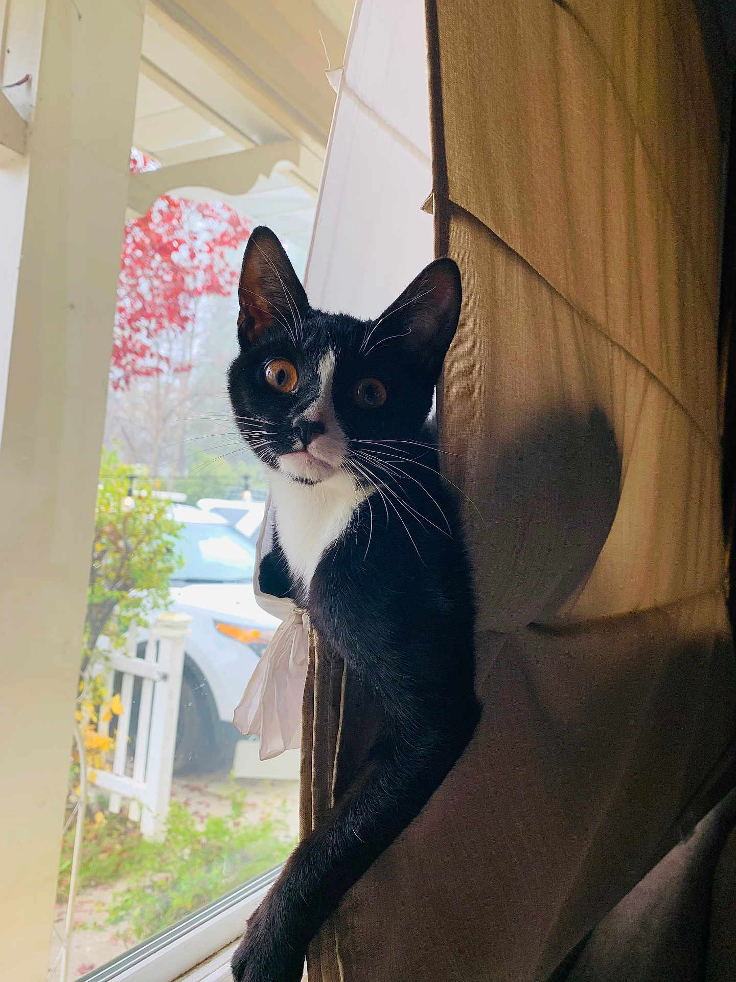 Nova joined the competition — help win amazing prizes! animal, autumn, black_and_white, car, cat, curious, curtain, eye, face, feline, home, indoor, leaf, outdoor, pet, playful, shadow, tuxedo_cat, whiskers, window