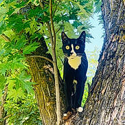 Nova joined the competition — help win amazing prizes! alert, animal, black_and_white, cat, climbing, close_up, curious, daylight, feline, forest, green_leaves, nature, outdoor, pet, summer, tree, tree_branch, tuxedo_cat, whiskers, wildlife