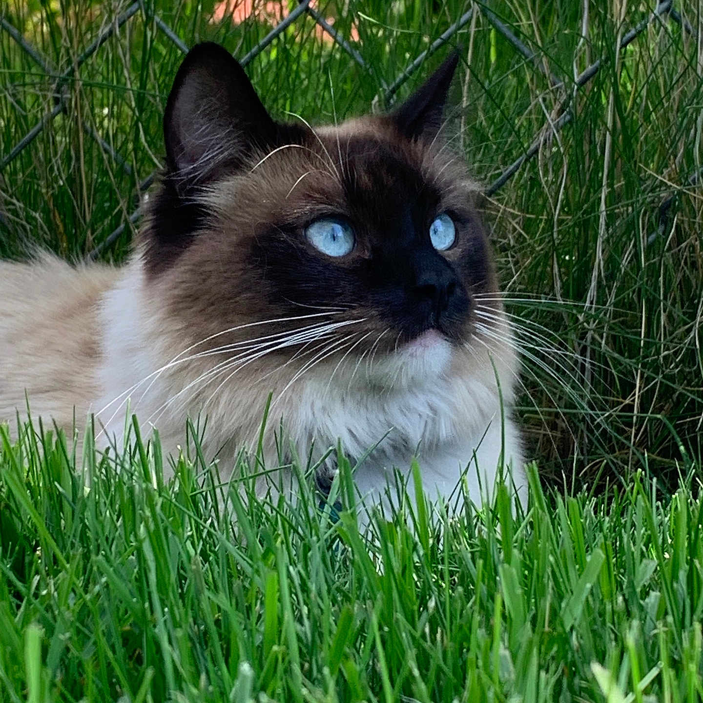 Apollo joined the competition — help win amazing prizes! alert, animal, blue_eyes, cat, chain_link_fence, close_up, domestic_cat, feline, fluffy, fur, grass, greenery, mammal, nature, outdoor, pet, portrait, resting, side_view, whiskers