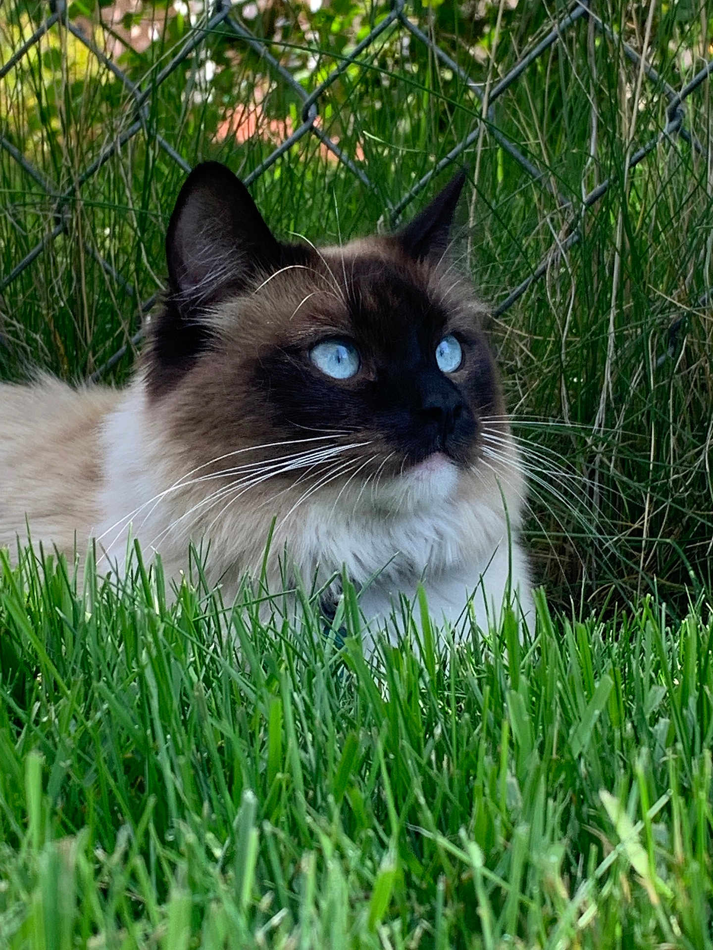 Apollo joined the competition — help win amazing prizes! cat, blue_eyes, fluffy, grass, outdoor, nature, feline, animal, pet, chain_link_fence, close_up, whiskers, alert, mammal, portrait, domestic_cat, fur, greenery, resting, side_view