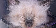 Apollo is registered to the contest to win money with this photo: kitten, cat, sleeping, fluffy, fur, metal_bowl, carpet, indoor, close_up, cute, pet, animal, cozy, resting, adorable, small, young, whiskers, nose, ears
