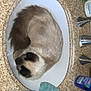 band_aid_box, bathroom, brown, cat, countertop, cozy, curled_up, domestic_animal, feline, fur, household, indoor, pet, relaxing, resting, sink, sleeping, toiletries, towel, white