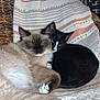 Apollo is registered to the contest to win money with this photo: cat, cats, feline, pet, animal, sleeping, cuddle, cozy, chair, blanket, striped_blanket, fur, whiskers, indoor, resting, closeup, cute, domestic_animal, relaxing, black_and_white_cat