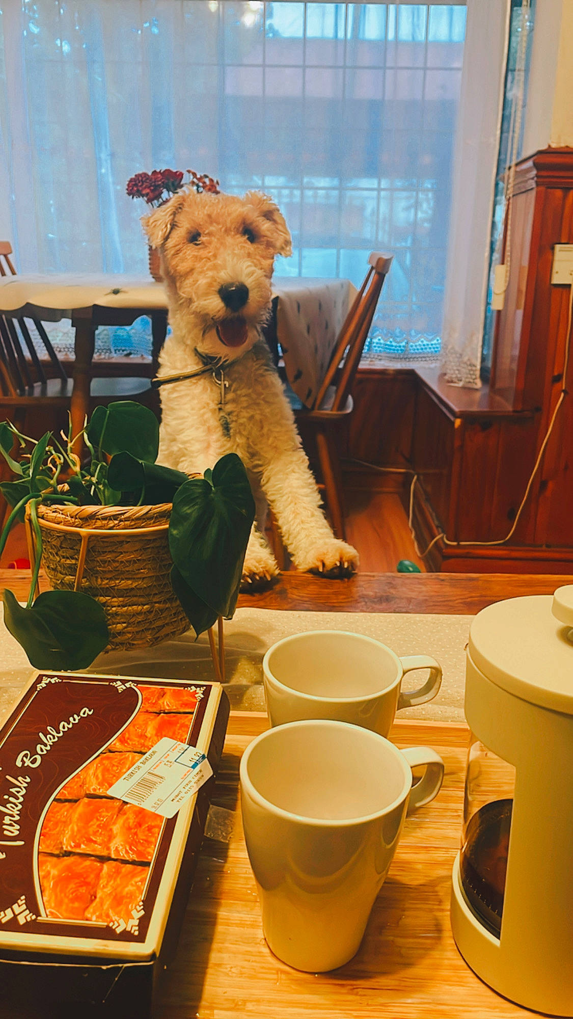 Duke is registered to the contest to win money with this photo: basket, chair, companion_dog, flowerpot, food, houseplant, interior_design, orange, porcelain, pottery, room, serveware, stuffed_toy, table, tableware, teddy_bear, toy, window, wood, yellow