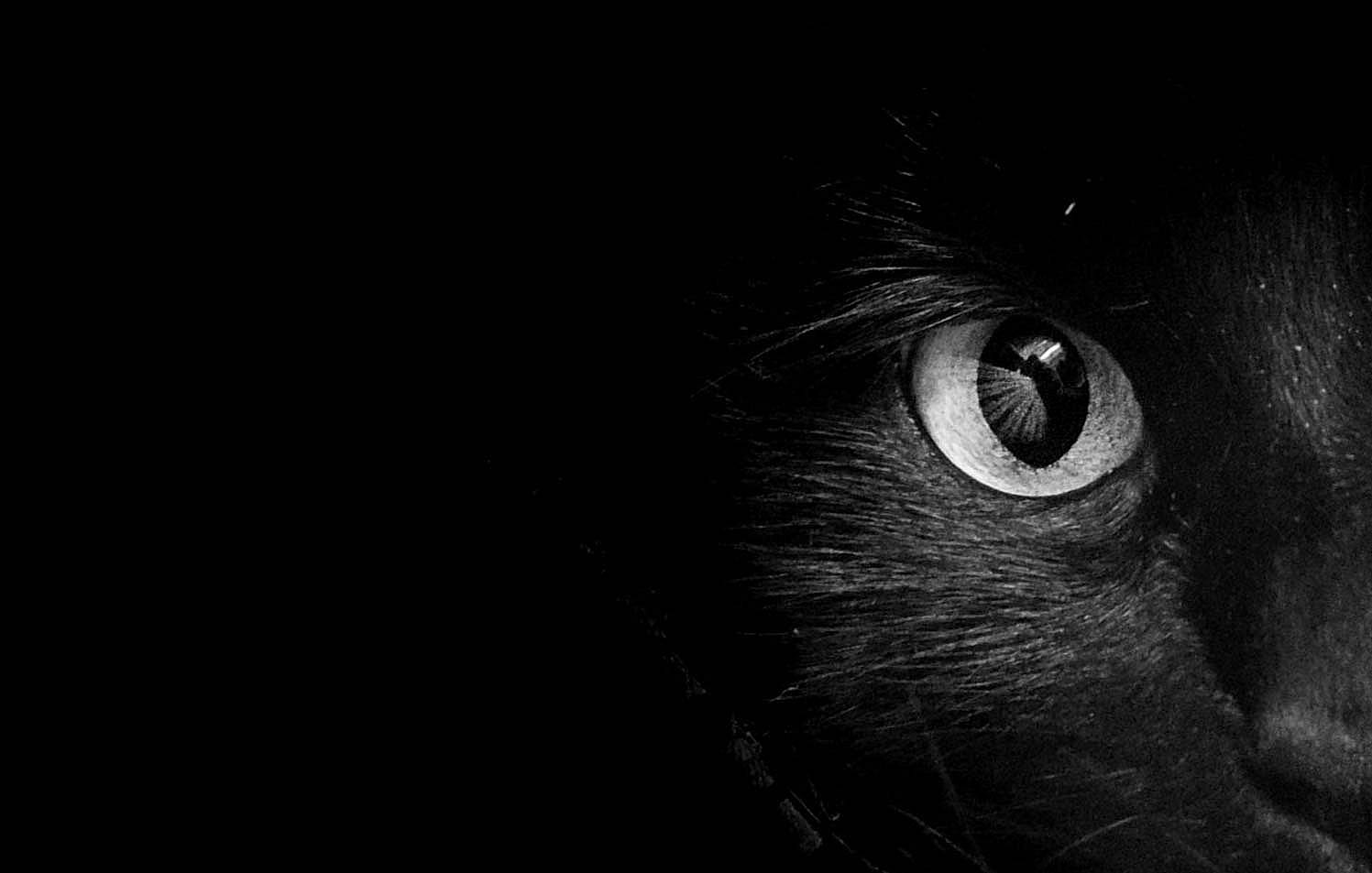 Chichi participe au concours pour gagner de l'argent avec cette photo : black, black_and_white, black_cat, carnivore, cat, close_up, darkness, eye, felidae, iris, monochrome, monochrome_photography, nose, ojos_azules, organ, photography, small_to_medium_sized_cats, snout, style, whiskers