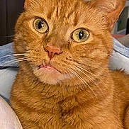 Turbo is registered to the contest to win money with this photo: cat, ginger_cat, close_up, pet, whiskers, green_eyes, indoor, cozy, feline, fur, animal, cute, face, expression, blanket, relaxed, domestic_cat, portrait, muzzle, ears