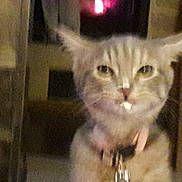 Tara participe au concours pour gagner de l'argent avec cette photo : aegean_cat, carnivoran, cat, cat_like_mammal, domestic_short_haired_cat, kitten, maine_coon, small_to_medium_sized_cats, snout, whiskers