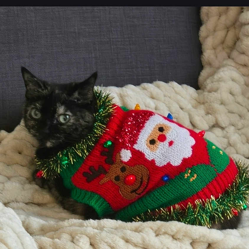 Vexi joined the competition — help win amazing prizes! animal, black_tortoiseshell_cat, cat, christmas, christmas_sweater, cozy, cute, decorative, feline, festive, holiday, holiday_season, indoor, knit_blanket, pet, reindeer, santa_claus, soft_texture, tinsel, warm