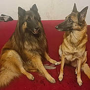 Maia Et Orfeo participe au concours pour gagner de l'argent avec cette photo : animal_photography, black_fur, brown_fur, canine, dogs, fluffy_tail, friendship, german_shepherd, indoor, living_room, long_hair, paw, pets, pointed_ears, portrait, red_couch, short_hair, sitting, tan_fur, two_animals