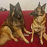 animal_photography, black_fur, brown_fur, canine, dogs, fluffy_tail, friendship, german_shepherd, indoor, living_room, long_hair, paw, pets, pointed_ears, portrait, red_couch, short_hair, sitting, tan_fur, two_animals