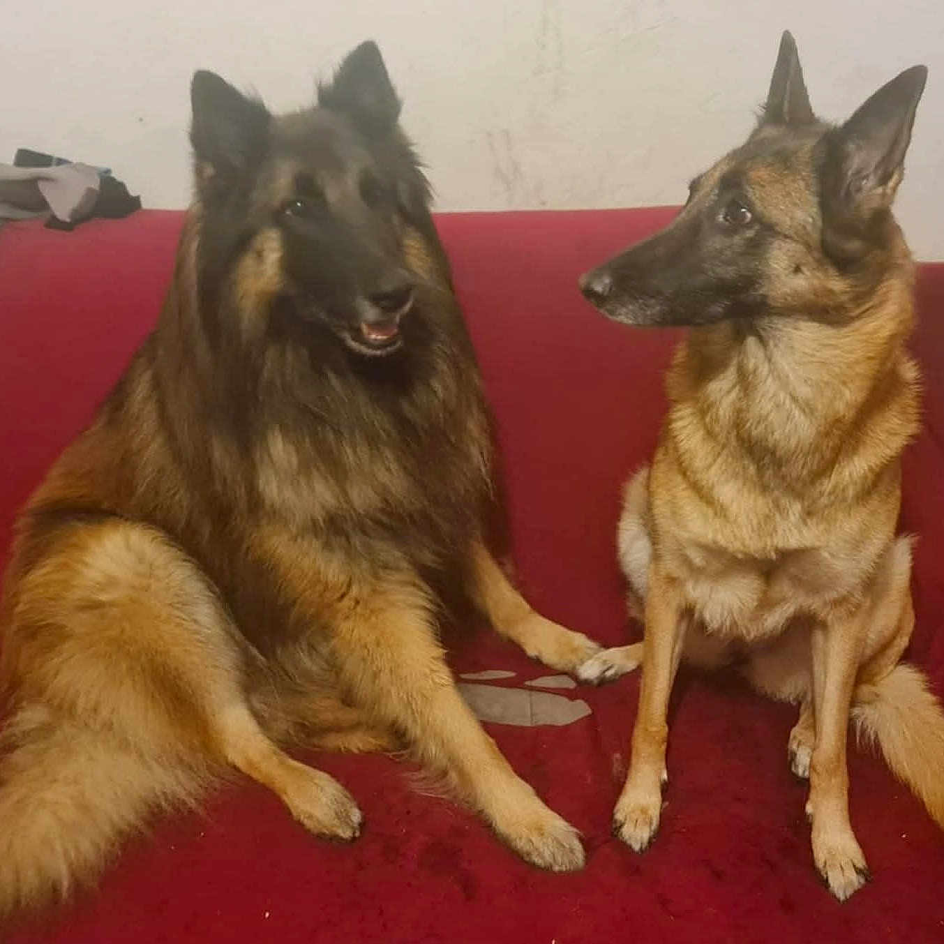 Maia Et Orfeo participe au concours pour gagner de l'argent avec cette photo : animal_photography, black_fur, brown_fur, canine, dogs, fluffy_tail, friendship, german_shepherd, indoor, living_room, long_hair, paw, pets, pointed_ears, portrait, red_couch, short_hair, sitting, tan_fur, two_animals