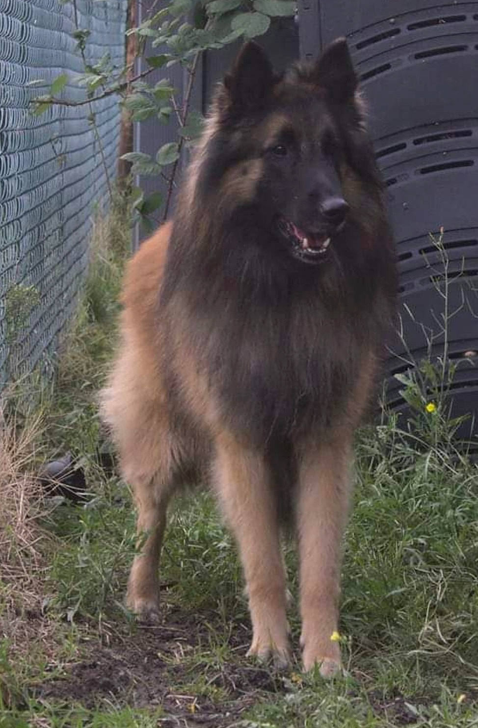 Orfeo a rejoint le concours — aidez-le/la à gagner de superbes lots ! ancient_dog_breeds, canidae, canis, carnivore, companion_dog, dog, dog_breed, fence, fur, grass, herding_dog, mesh, plant, snout, sporting_group, tail, terrestrial_animal, wildlife, working_animal, working_dog