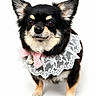 Nellie joined the competition — help win amazing prizes! dog, chihuahua, black_and_tan, lace_collar, pink_bow, pearl_pendant, pet, small_dog, portrait, studio_shot, cute, fluffy, ears, fur, animal, standing, white_background, adorable, domestic_animal, fashion