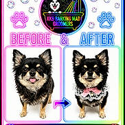 Nellie joined the competition — help win amazing prizes! dog, before_after, grooming, pet, small_dog, chihuahua, portrait, white_background, bow_tie, cute, happy, neon, paw_print, advertisement, collar, pet_groomer, clean, furry, tongue_out, frilly_collar