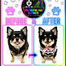 dog, before_after, grooming, pet, small_dog, chihuahua, portrait, white_background, bow_tie, cute, happy, neon, paw_print, advertisement, collar, pet_groomer, clean, furry, tongue_out, frilly_collar