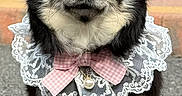 Nellie joined the competition — help win amazing prizes! dog, small_dog, chihuahua, black_dog, lace_collar, pink_bow, pearl_pendant, pet, animal, outdoor, paved_surface, portrait, cute, fluffy, ears, fur, standing, looking_at_camera, accessory, adorable