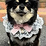 dog, small_dog, chihuahua, black_dog, lace_collar, pink_bow, pearl_pendant, pet, animal, outdoor, paved_surface, portrait, cute, fluffy, ears, fur, standing, looking_at_camera, accessory, adorable