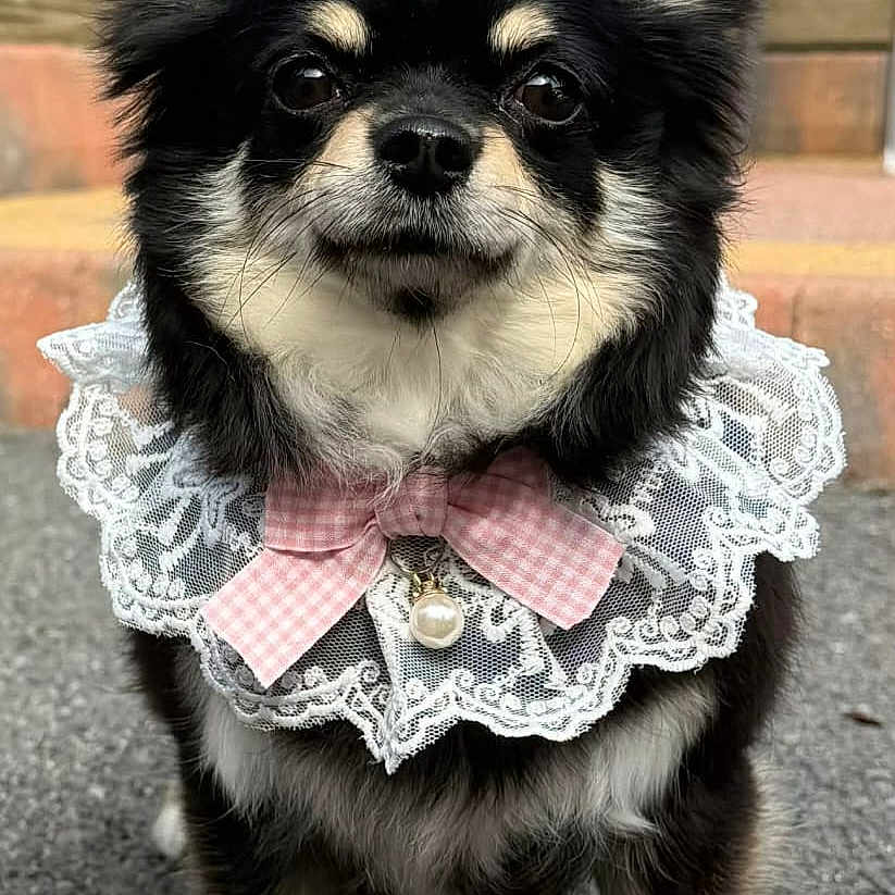 Nellie joined the competition — help win amazing prizes! dog, small_dog, chihuahua, black_dog, lace_collar, pink_bow, pearl_pendant, pet, animal, outdoor, paved_surface, portrait, cute, fluffy, ears, fur, standing, looking_at_camera, accessory, adorable