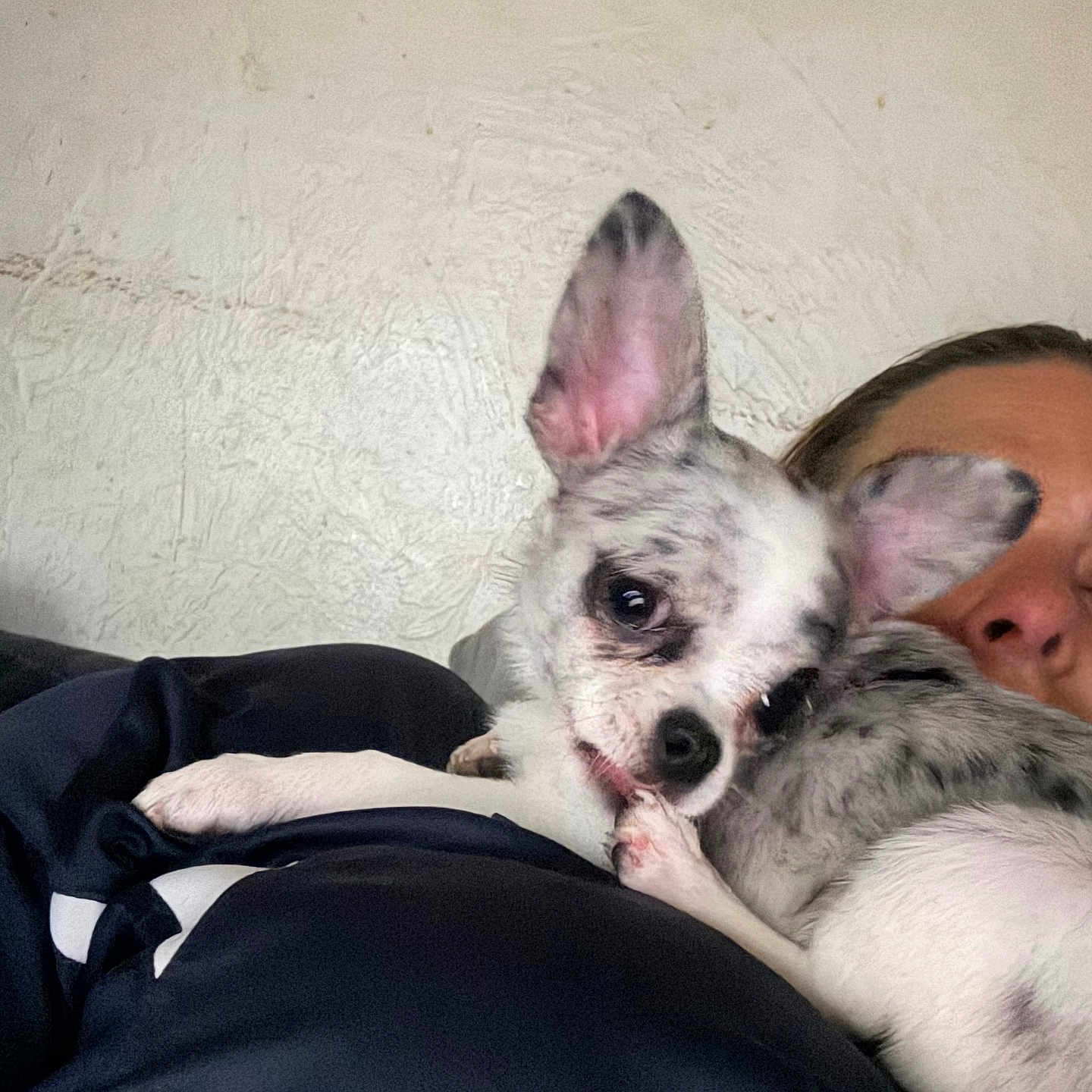 Bella participe au concours pour gagner de l'argent avec cette photo : dog, person, indoor, snuggling, closeup, pet, ears, face, animal, companion, cuddle, resting, texture, wall, black_clothing, small_dog, cute, relaxing, intimate, cozy
