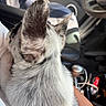 Bella participe au concours pour gagner de l'argent avec cette photo : animal, back_view, black_and_white_fur, car_interior, car_seat, close_up, companion, daylight, dog, domestic_animal, ears, fur, hand, indoor, pet, seatbelt, small_dog, steering_wheel, transportation, vehicle