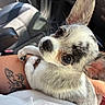 animal, black_and_white_fur, car_interior, chihuahua, closeup, cute, dog, domestic_animal, ears, fur, human_arm, lap, looking_up, pet, puppy, seat, small_dog, sunlight, tattoo, whiskers