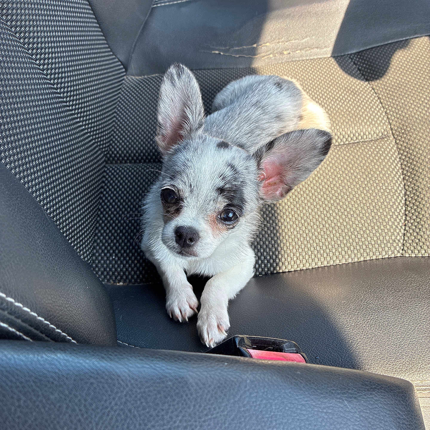 Bella