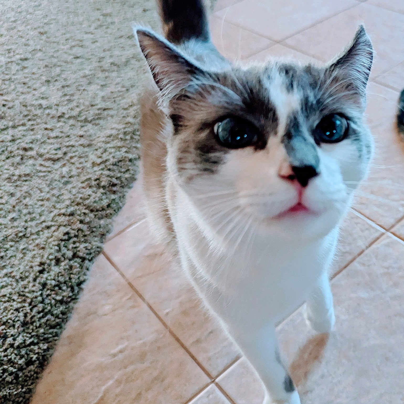 Chesi is registered to the contest to win money with this photo: animal, blue_eyes, carpet, cat, closeup, curious, cute, domestic, ears, face, feline, fur, indoor, looking_up, paw, pet, portrait, tile_floor, walking, whiskers