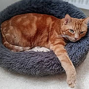 Loulou participe au concours pour gagner de l'argent avec cette photo : cat, orange_tabby, pet_bed, fluffy, indoor, relaxed, stretching, feline, animal, cozy, fur, paw, bed, resting, cute, domestic_cat, mammal, whiskers, comfortable, sleepy