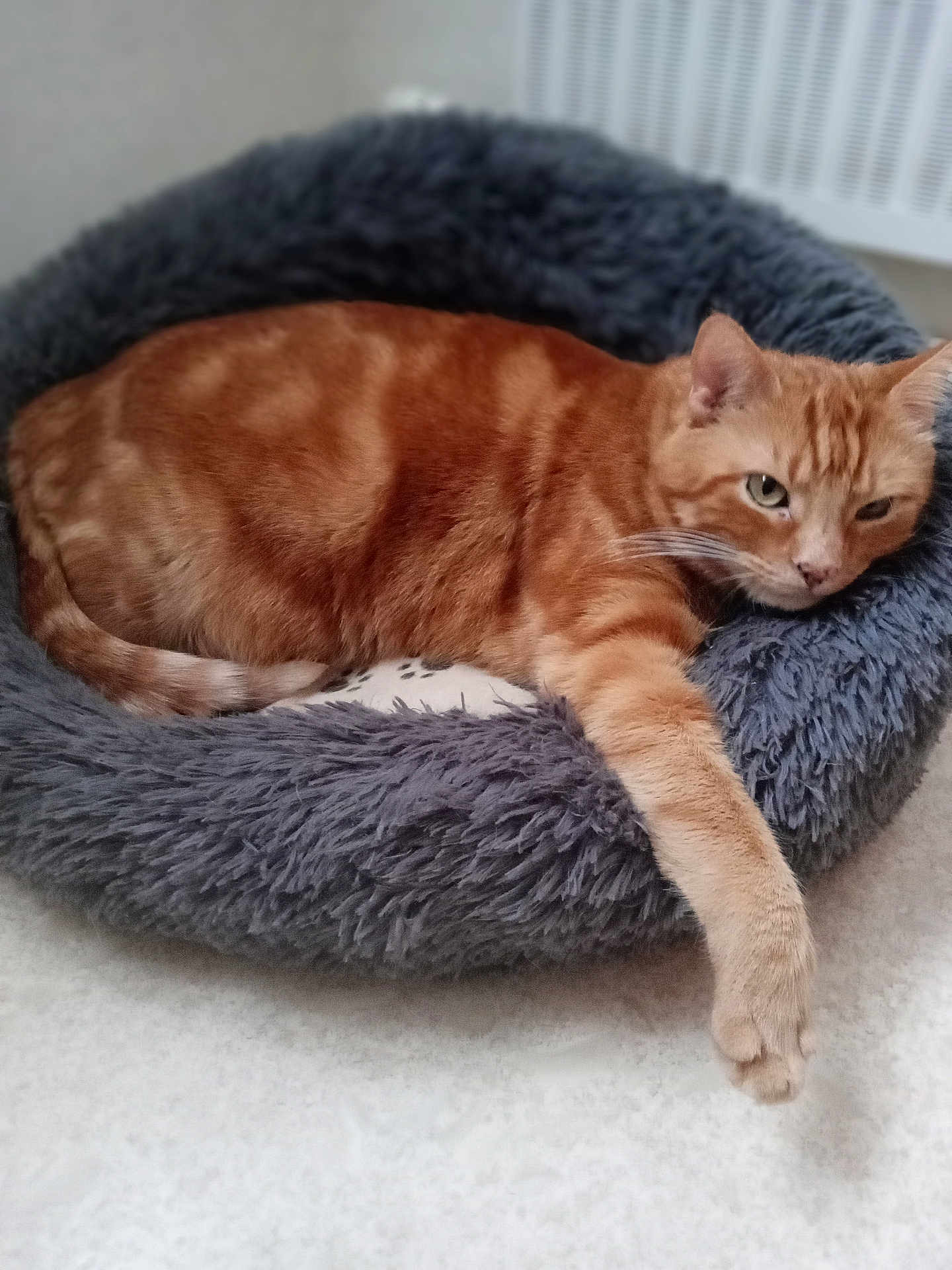 Loulou participe au concours pour gagner de l'argent avec cette photo : cat, orange_tabby, pet_bed, fluffy, indoor, relaxed, stretching, feline, animal, cozy, fur, paw, bed, resting, cute, domestic_cat, mammal, whiskers, comfortable, sleepy
