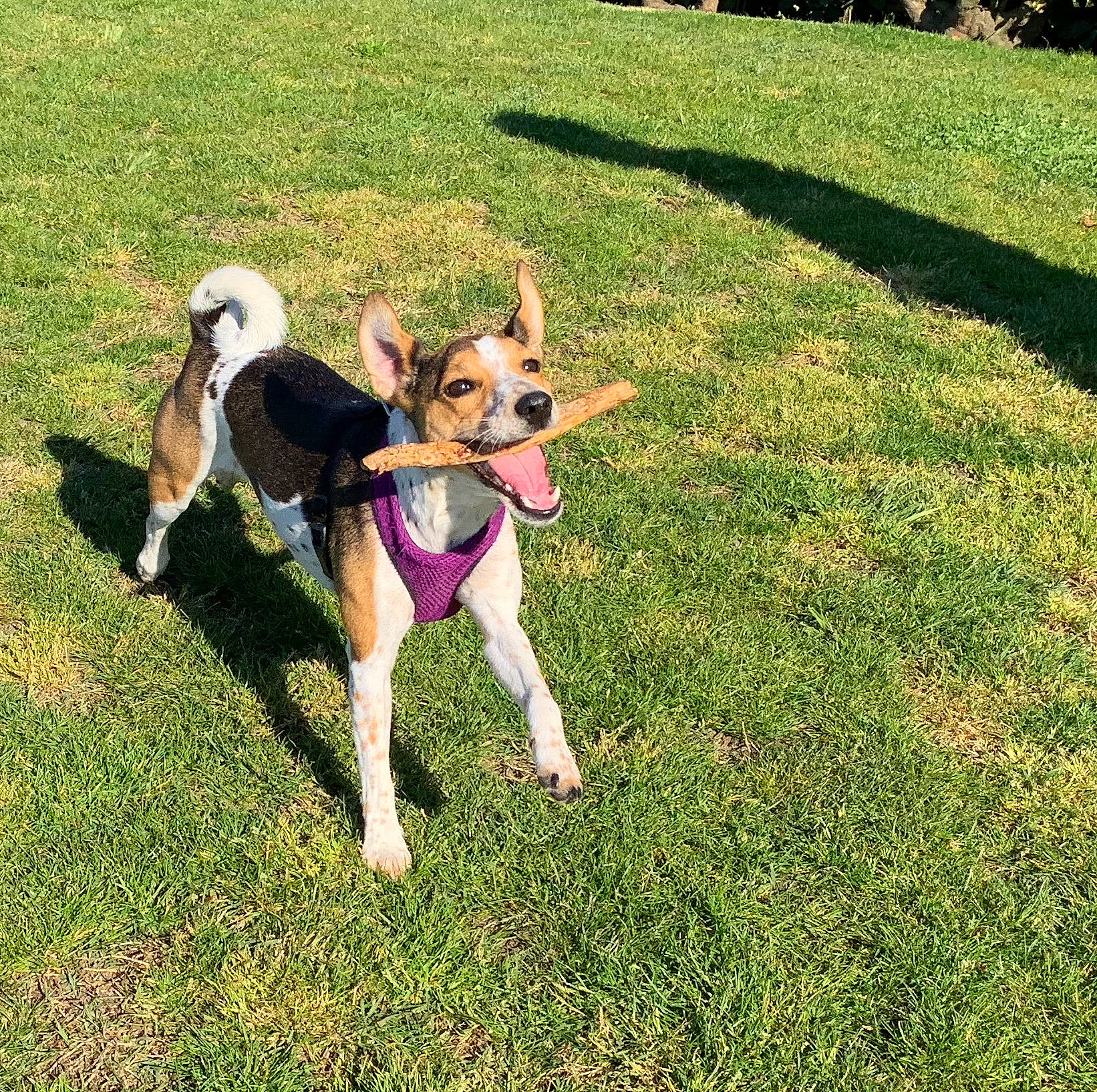 Kaila participe au concours pour gagner de l'argent avec cette photo : canidae, carnivore, companion_dog, danish_swedish_farmdog, dog, dog_breed, dog_walking, grass, lawn, mammal, miniature_fox_terrier, rat_terrier, sporting_group, tail, tenterfield_terrier, vertebrate