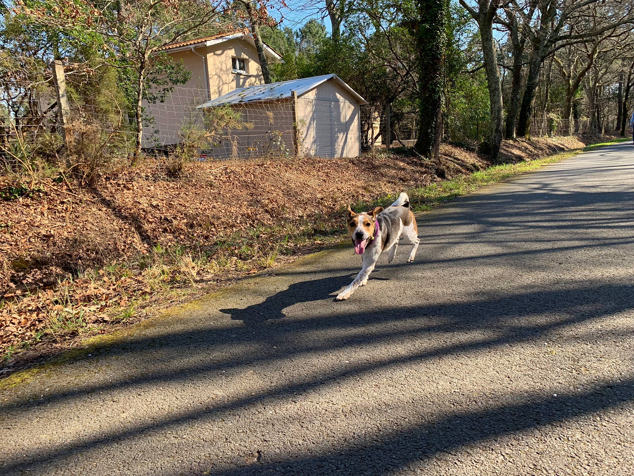 Kaila participe au concours pour gagner de l'argent avec cette photo : asphalt, canidae, carnivore, dog, dog_walking, fawn, grass, house, leash, road, shadow, sporting_group, tail, tree, walking