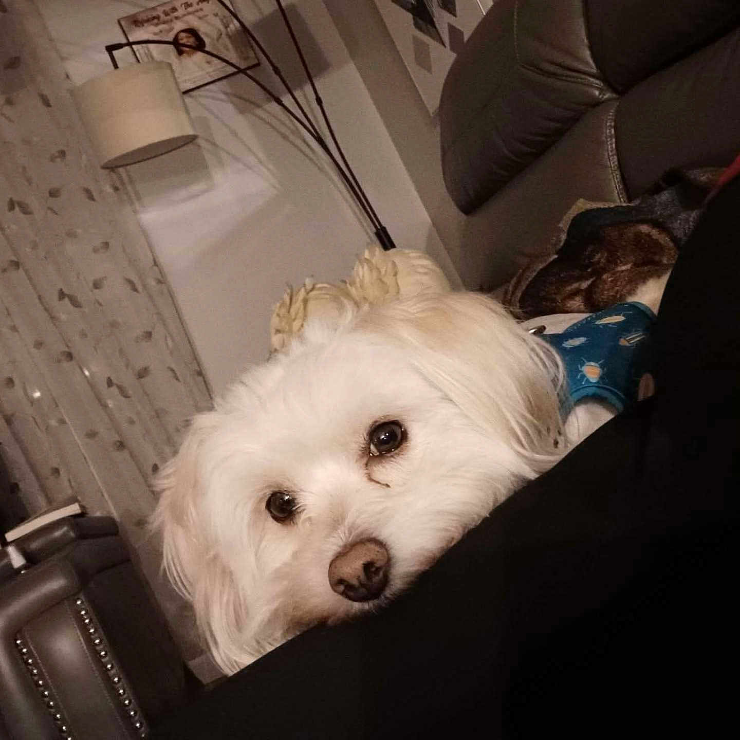 Benji