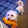 Benji is registered to the contest to win money with this photo: dog, white_dog, plush_toy, blue_bandana, carpet, rug, indoor, pet, playful, toy, animal, cute, fur, small_dog, looking_up, tail, ears, nose, mouth, domestic_animal