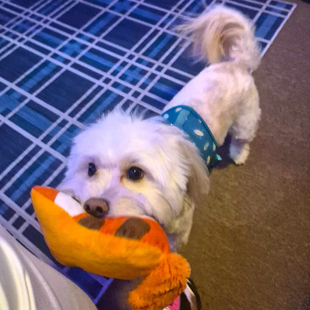 Benji