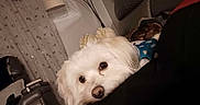 Benji is registered to the contest to win money with this photo: dog, white_dog, pet, indoor, living_room, lamp, curtains, sofa, cozy, resting, cute, fur, closeup, animal, home, comfort, relaxed, face, expression, domestic