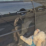 Benji joined the competition — help win amazing prizes! dog, small_dog, white_dog, car, car_door, window, reflection, shadow, leash, harness, outdoor, daylight, pet, curious, pavement, animal, vehicle, sunlight, interaction, companion