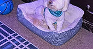 Benji is registered to the contest to win money with this photo: dog, pet_bed, basketball, car_tire, rug, floor, indoor, white_dog, furry, harness, cozy, carpet, animal, domestic_animal, resting, household, small_dog, blue, purple_light, cute